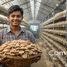 small scale mushroom farming